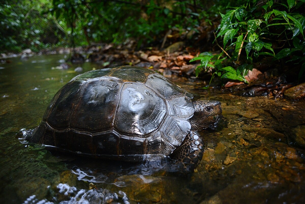 Tortuga Gopher