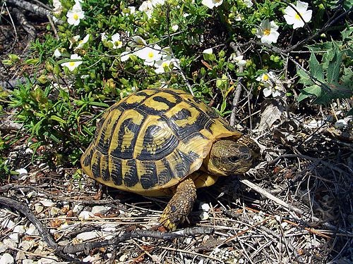 Tortuga Mora (Griega)