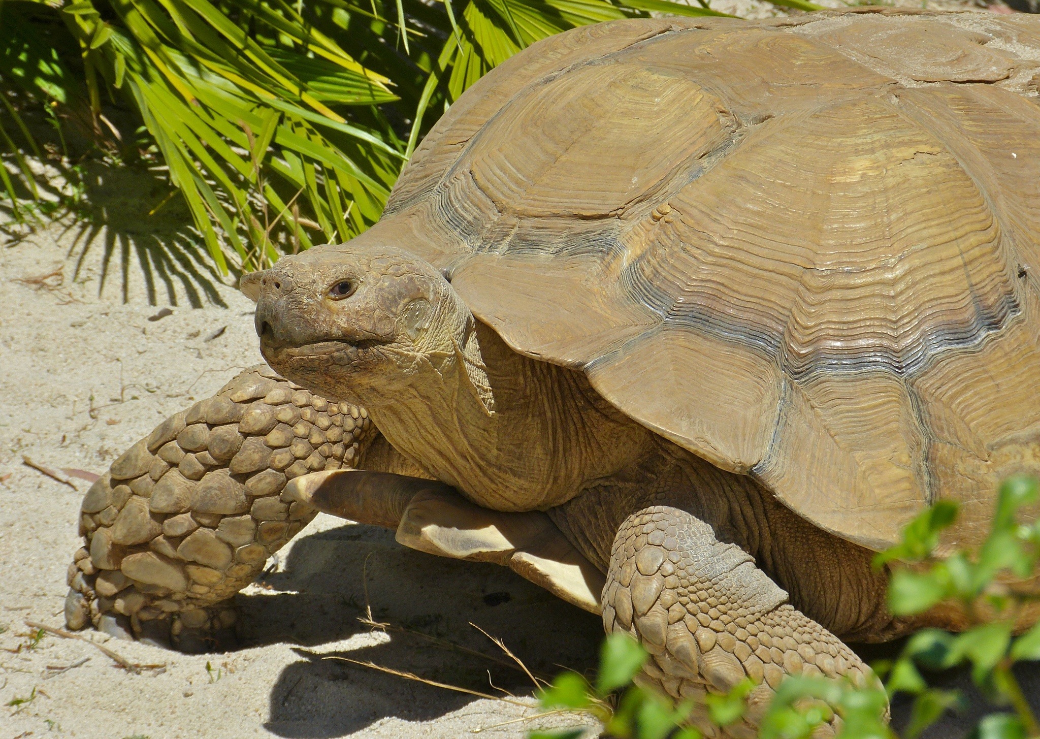 Tortuga Rusa (de Horsfield)