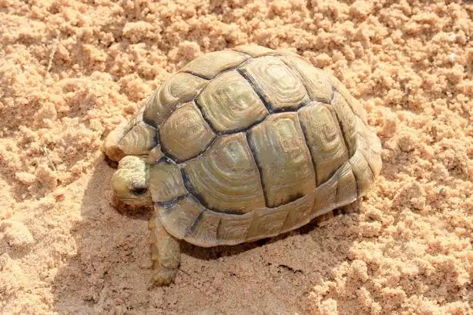 Tortuga egipcia (Testudo kleinmanni): la Testudo más pequeña