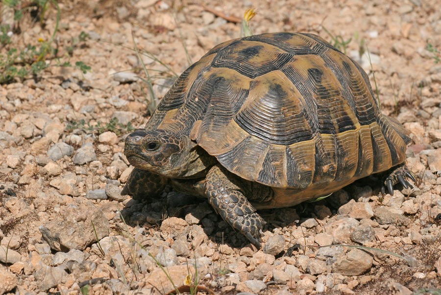 Testudo graeca graeca: la tortuga mora del norte de África