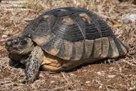 Tortuga de Hermann (Testudo hermanni): guía completa de cuidados