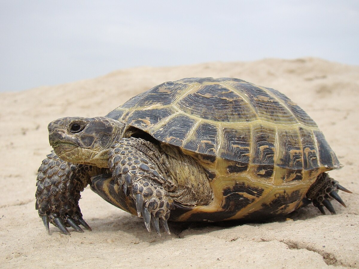 Testudo nabeulensis: la tortuga mora de Túnez