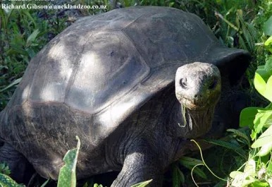 Tortuga gigante de Aldabra (Aldabrachelys gigantea): guía de cuidados