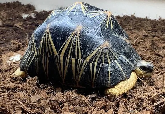 Tortuga radiada (Astrochelys radiata): guía de cuidados