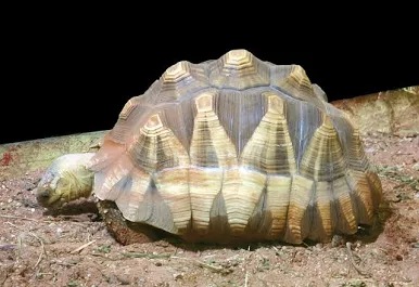 Tortuga angonoka (Astrochelys yniphora): la tortuga más rara del mundo