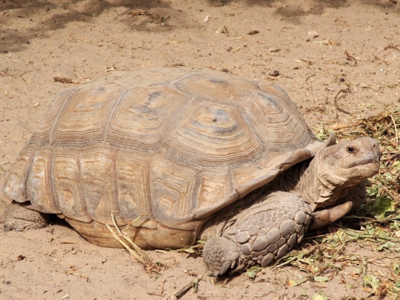 Tortuga de espolones africana (Centrochelys sulcata): guía de cuidados