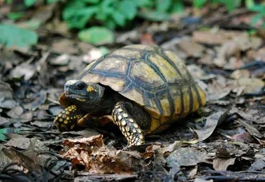 Tortuga de patas rojas (Chelonoidis carbonarius): guía de cuidados