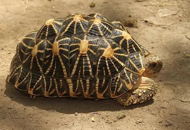 Tortuga de patas amarillas (Chelonoidis denticulatus): guía de cuidados