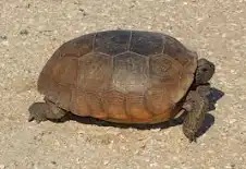 Tortuga gopher (Gopherus polyphemus): guía y conservación