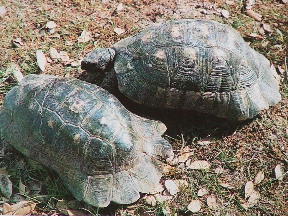 Tortuga marginada (Testudo marginata): guía de cuidados